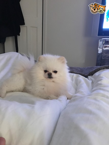 Gorgeous Pomeranian Cream Boy and Girl Available Image eClassifieds4u