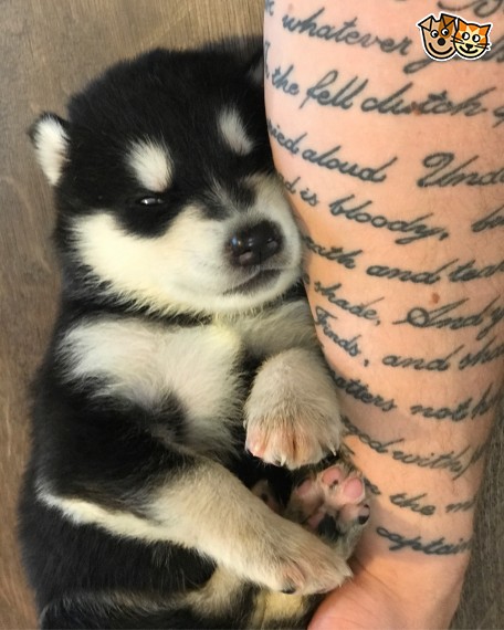 Looking for a Alaskan Malamute contact us Image eClassifieds4u