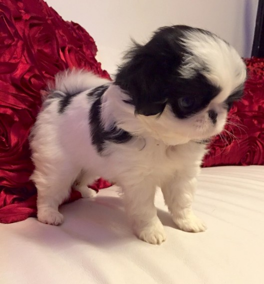 Looking for a Japanese Chin text us 940-905-4583 or email helenleonden @ gmail.com Image eClassifieds4u
