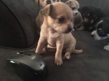 Adorable Chihuahua Puppies!!! Image eClassifieds4u 3