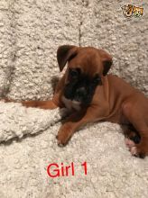 Boxer Puppies Kc Reg humble Image eClassifieds4u 2