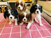 Cavalier King Charles Spaniel Puppies text us 940-905-4583 or email helenleonden @ gmail.com Image eClassifieds4U