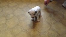 Dalmatian Puppy text us 940-905-4583 or email helenleonden @ gmail.com Image eClassifieds4u 2