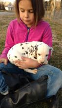 Dalmatian Puppy text us 940-905-4583 or email helenleonden @ gmail.com Image eClassifieds4u 3