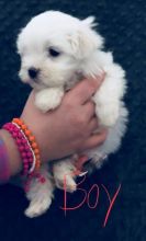Delightful Malshi Puppies Image eClassifieds4U
