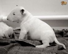 Fawn English Bull Terrier Image eClassifieds4u 2