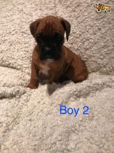 Flashy Bobtail Boxer puppy text us 940-905-4583 or email helenleonden @ gmail.com Image eClassifieds4u 2