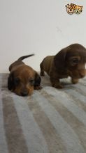 Gorgeous Miniture Daschund text us 940-905-4583 or email helenleonden @ gmail.com Image eClassifieds4u 2
