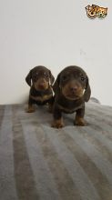Gorgeous Miniture Daschund text us 940-905-4583 or email helenleonden @ gmail.com Image eClassifieds4u 1