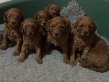 Looking for a Cavapoo text us 940-905-4583 or email helenleonden @ gmail.com Image eClassifieds4u 2