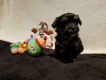 Looking for a Havanese text us 940-905-4583 or email helenleonden @ gmail.com Image eClassifieds4u 3