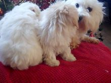 Looking for a Havanese text us 940-905-4583 or email helenleonden @ gmail.com Image eClassifieds4u 2