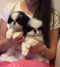 Looking for a Japanese Chin text us 940-905-4583 or email helenleonden @ gmail.com Image eClassifieds4u 2