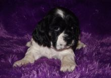 Ready Now Outstanding Working Co.ck.er sp.ani.els text us 940-905-4583 or email helenleonden @ gmai Image eClassifieds4u 1