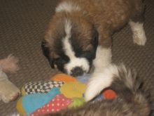 Saint Bernard Pups Pup Image eClassifieds4u 2