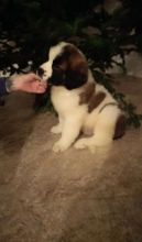 Saint Bernard Pups Pup Image eClassifieds4u 1