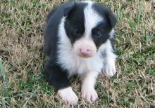 sweet Border Collie Puppies Image eClassifieds4U