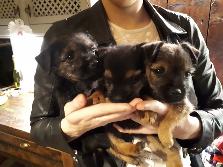 Outstanding Quality Border Puppies text us 940-905-4583 or email helenleonden @ gmail.com Image eClassifieds4u