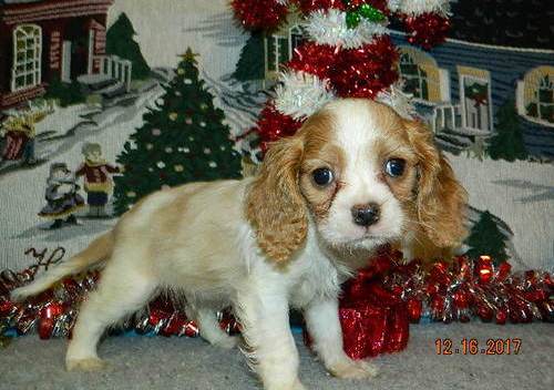 Ready Now Outstanding Working Co.ck.er sp.ani.els text us 940-905-4583 or email helenleonden @ gmai Image eClassifieds4u