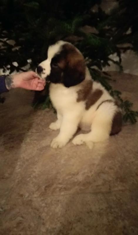 Saint Bernard Pups Pup Image eClassifieds4u