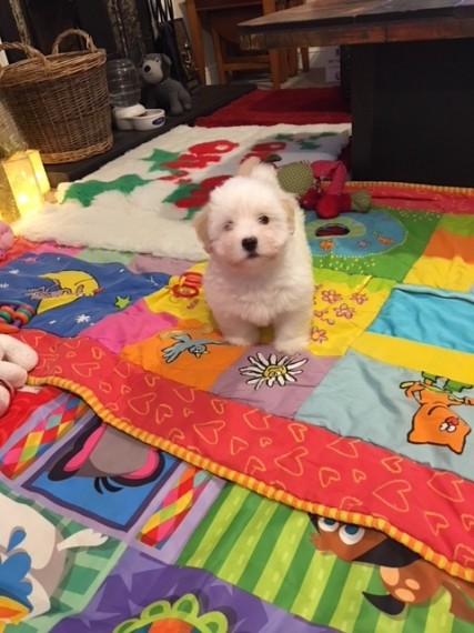 Stunning Coton De Tulear Puppies For Sale Image eClassifieds4u