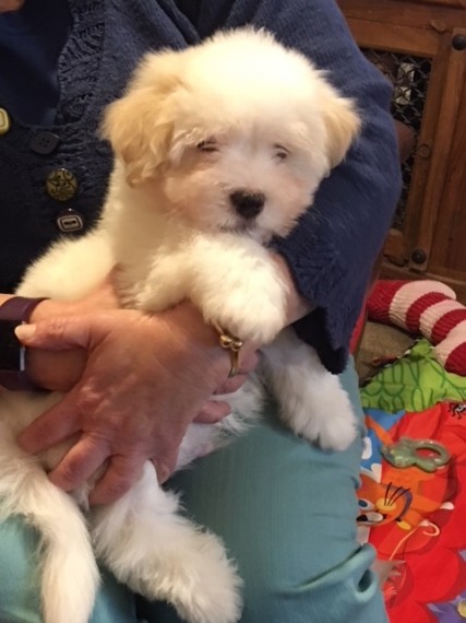 Stunning Coton De Tulear Puppies For Sale Image eClassifieds4u