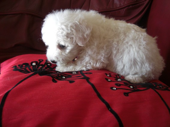 sweet Bichon Frise Puppies Image eClassifieds4u