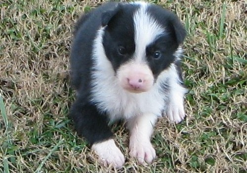 sweet Border Collie Puppies Image eClassifieds4u