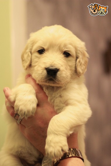 sweet Golden Retriever text us 940-905-4583 or email helenleonden @ gmail.com Image eClassifieds4u