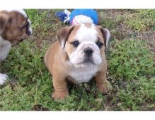 Super Adorable English Bulldog Puppies