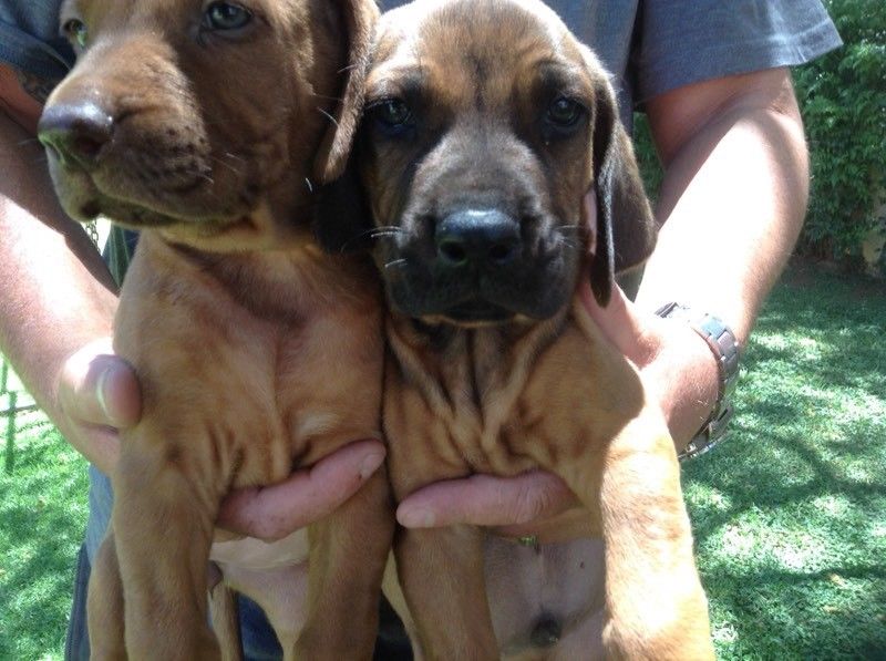 Beautiful Rhodesian Ridgeback puppies for sale Image eClassifieds4u