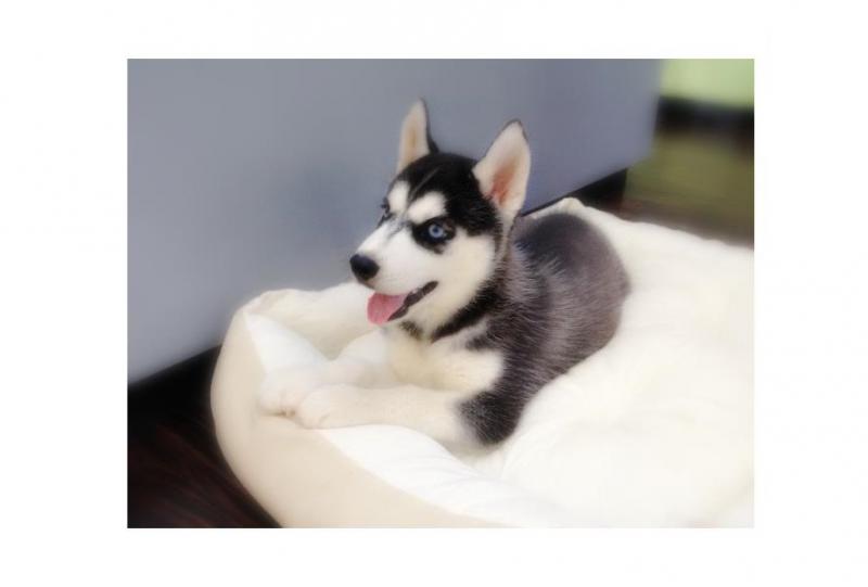 Cutest Blue eyes Male Siberian Husky Puppy Ready Image eClassifieds4u