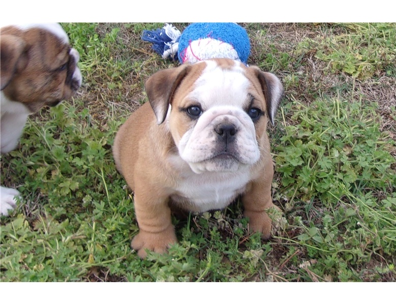 Super Adorable English Bulldog Puppies Image eClassifieds4u