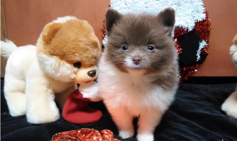 BEST MALE POMERANIAN. Image eClassifieds4u