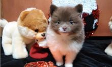 BEST MALE POMERANIAN. Image eClassifieds4u 1