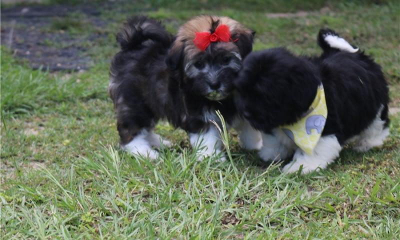 TWO AWESOME HAVANESE PUPPIES - Image eClassifieds4u