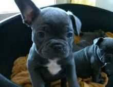 Excellent black and white french bulldog puppies (443) 267-7239