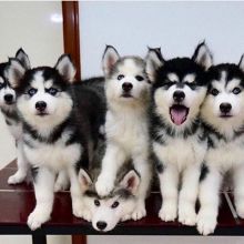 Home trained husky puppies (443) 267-7239