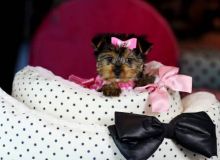 Playful yorkie puppies male and female (443) 267-7239