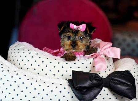Playful yorkie puppies male and female (443) 267-7239 Image eClassifieds4u