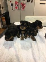 Adrable Teacup yorkie puppies for sale