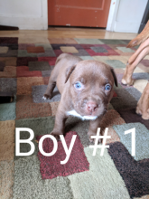 American pitbull terriers 5-males 2-females