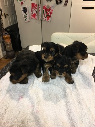 Adrable Teacup yorkie puppies for sale Image eClassifieds4u