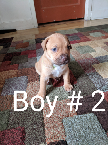 American pitbull terriers 5-males 2-females Image eClassifieds4u