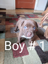 American pitbull terriers 5-males 2-females Image eClassifieds4u 1