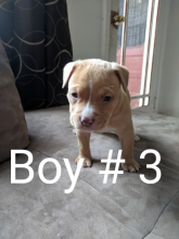 American pitbull terriers 5-males 2-females Image eClassifieds4u 3