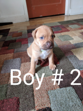 American pitbull terriers 5-males 2-females Image eClassifieds4u 2