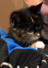 Half Ragdoll Calico kittens