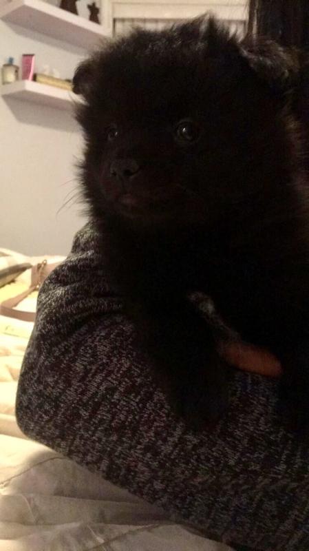 8 wk Pomeranian puppy Image eClassifieds4u