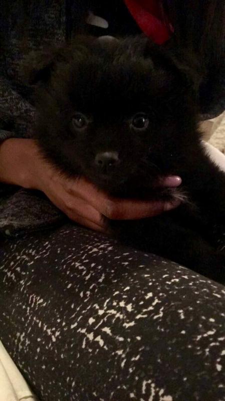 8 wk Pomeranian puppy Image eClassifieds4u